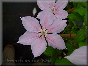 Clematis photograph