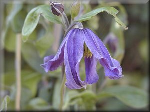 Clematis photograph