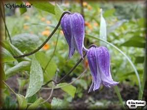 Clematis photograph