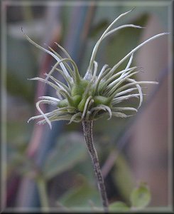 Clematis photograph