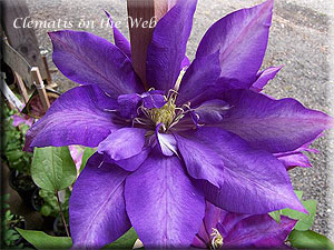 Clematis photograph