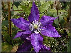 Clematis photograph