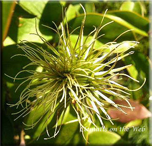 Clematis photograph