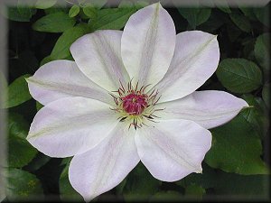 Clematis photograph