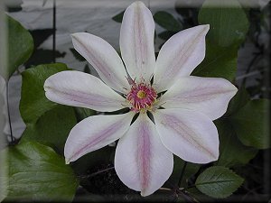 Clematis photograph