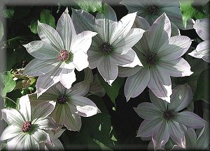 Clematis photograph