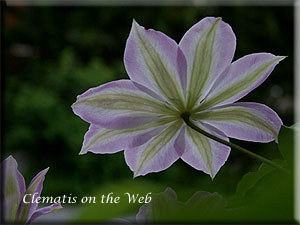 Clematis photograph