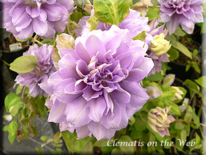 Clematis photograph