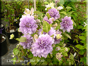 Clematis photograph