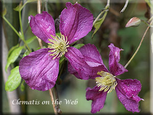 Clematis photograph