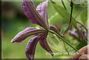 Clematis photograph