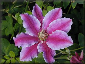 Clematis photograph