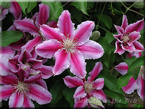 Clematis photograph