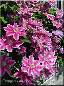 Clematis photograph