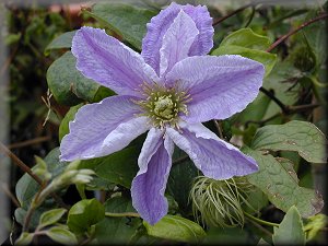 Clematis photograph