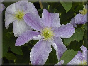 Clematis photograph