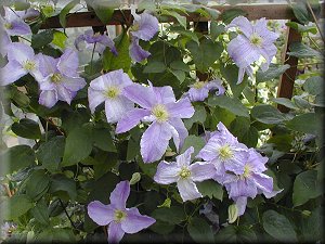 Clematis photograph