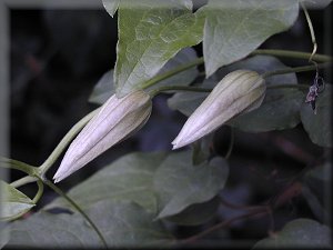 Clematis photograph