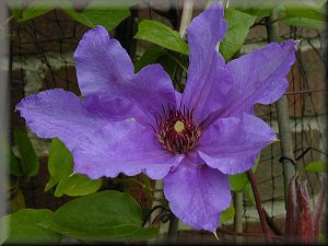 Clematis photograph