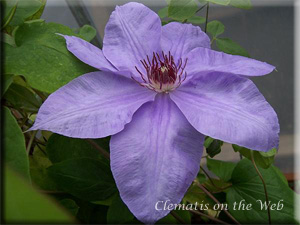 Clematis photograph