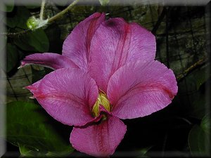 Clematis photograph