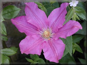 Clematis photograph