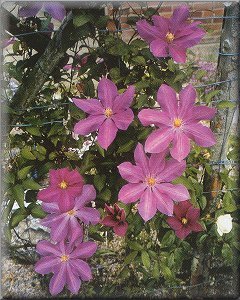 Clematis photograph