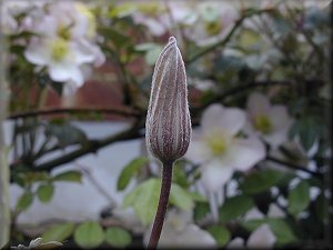 Clematis photograph