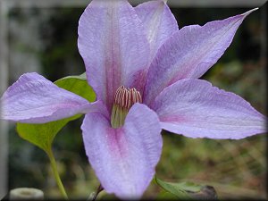 Clematis photograph