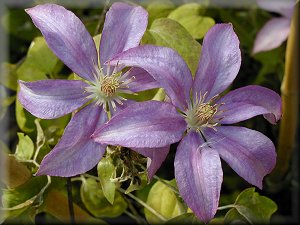 Clematis photograph