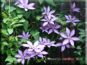 Clematis photograph