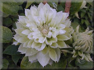 Clematis photograph