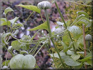 Clematis photograph