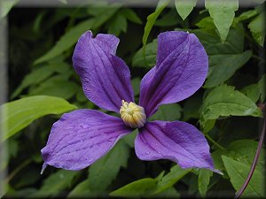 Clematis photograph