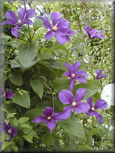 Clematis photograph