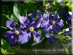 Clematis photograph