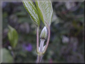 Clematis photograph