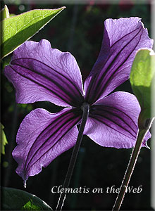 Clematis photograph