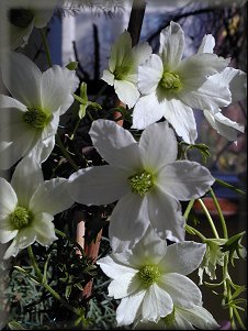 Clematis photograph