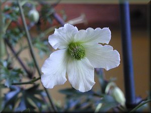 Clematis photograph