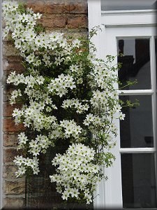 Clematis photograph