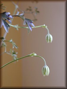 Clematis photograph