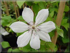 Clematis photograph