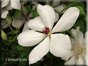 Clematis photograph