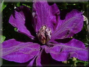 Clematis photograph