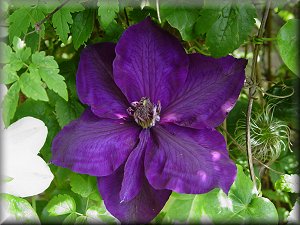 Clematis photograph