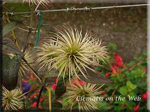 Clematis photograph