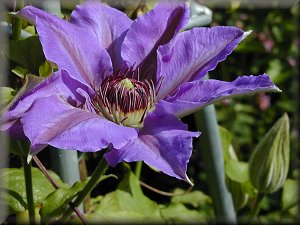 Clematis photograph