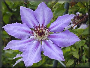 Clematis photograph