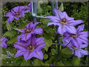 Clematis photograph